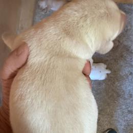 Abby - Yellow female Labrador Retriever puppy in Worland, Wyoming from Wind River Labrador’s