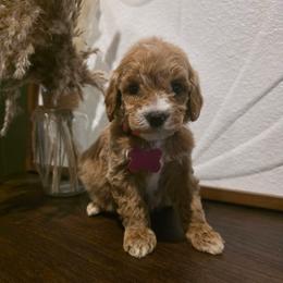 Nola - Apricot female Goldendoodle puppy in Bristol, Tennessee from Brasingtondoodles