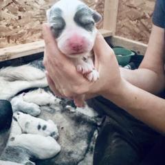 Blue Badger - Colorado Mountain Dog puppy from Stormy Heights Homestead