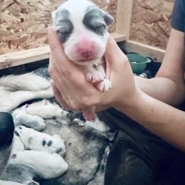 Blue Badger - Colorado Mountain Dog puppy from Stormy Heights Homestead
