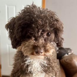 Tea Bag - Poodle