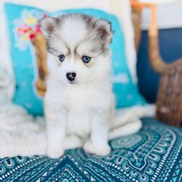 Mojito - Silver and white male Pomsky puppy in Yavapai County, Arizona from Pawsh Pomskies