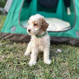 Boy 2 - Parti Goldendoodle puppy in Rialto, California from Bridge City Doodles