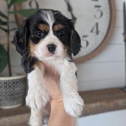 Lucy - Tri-color female Cavalier King Charles Spaniel puppy in Stevens, Pennsylvania from Jodi's Cavalier King Charles Spaniels and Cavapoos