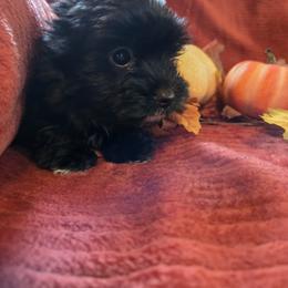 Boy 3 - Parti male Yorkshire Terrier puppy in Marble Hill, Missouri from LeGrands Parti Pups