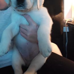 Labrador Retriever Puppies from Texas Finest English Labradors