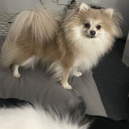 Storm - Pomeranian