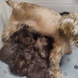 Miniature Schnauzer puppies from Gus Puppies