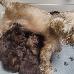 Miniature Schnauzer puppies from Gus Puppies