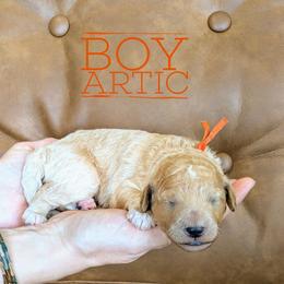 Artic - Apricot male Goldendoodle puppy in Cambridge, Minnesota from Country Meadow Doodles