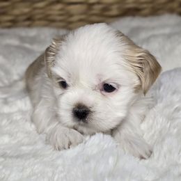 Callie - Cream and white female Shih Tzu puppy in Mountain Grove, Missouri from Precious Puppies
