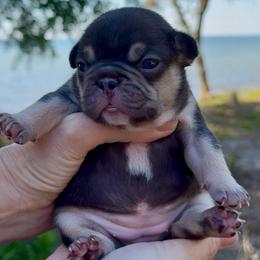 Cocoa and Tan girl, white chest - Tricolors female French Bulldog puppy in Gulf Breeze, Florida from SW Frenchies
