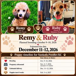 Poodle puppies from Seattle Sankofa Kennel Club