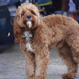 Teddy - Cavapoo
