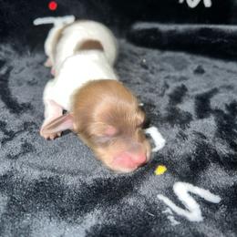 Maggie - Cream female Dachshund puppy in La Junta, Colorado from Royal King’s Mini Dachshunds