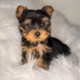 Rosie - Black and gold female Yorkshire Terrier puppy in Houston, Texas from York-Chi House