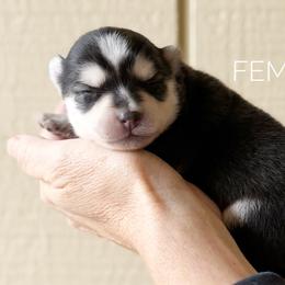 Girl 1 - Black and white female Pomsky puppy in Grass Valley, California from Karalot Pomskies