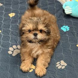 Birkin - Cream and white male Shih Tzu puppy in Gilbert, Arizona from 🌗 New Moon Shih Tzu 🌗