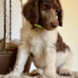 Cortland - Parti male Poodle puppy in Julian, California from Above the Pines Poodles
