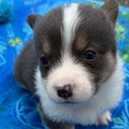 Boy 7 Bluie (Gray) - Gray and white male American Corgi puppy in Scottown, Ohio from Wyndy Ridge Corgis