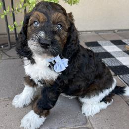 Kai - Tri-color male Bernedoodle puppy in Superior, Arizona from Mountain Bridge Doodles
