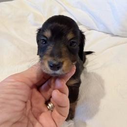 Lana - Black and tan female Dachshund puppy in Town Creek, Alabama from PapaDox Miniature Dachshunds
