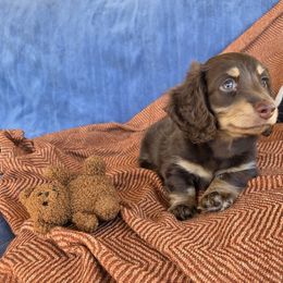 Dachshund Puppies from Cassiopeia Doxies