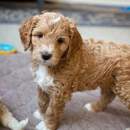 Goldendoodle Puppies from Woodstock Doodles, LLC
