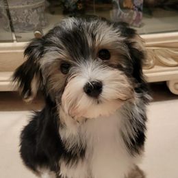 Havanese from Teodoro Havanese