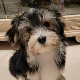 Havanese from Teodoro Havanese