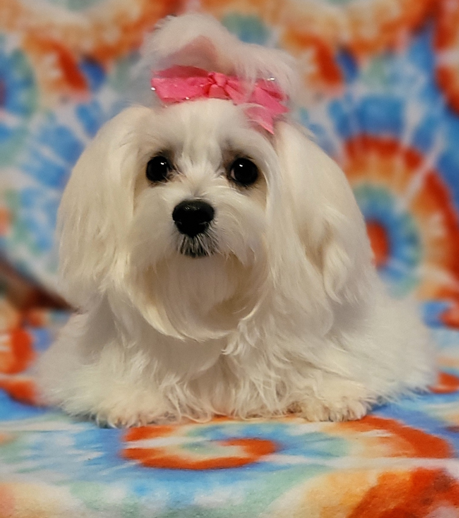 Chanelle - Maltese