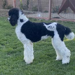 Poodle All Grown Up from JMS Standard Poodles