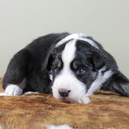 Australian Shepherd puppies from Frantzick Farm Aussies