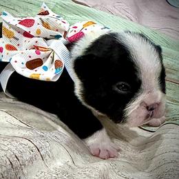 Black and White Pied - Black and white female French Bulldog puppy in Wellington, Colorado from Blood Family Frenchies and Bouvs