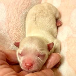 Theo - Cream male Chihuahua puppy in Chino Valley, Arizona from Lane’s Little Long Coats