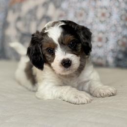 Nate the Great - Merle male Cavapoo puppy in Beckley, West Virginia from By Design Doodles