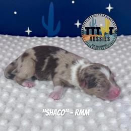 Shaco - Red merle male Australian Shepherd puppy in Tucson, Arizona from TTTNT Aussies