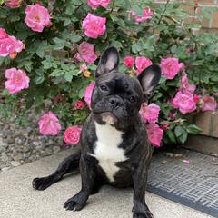 Stitch - French Bulldog