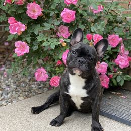Stitch - French Bulldog