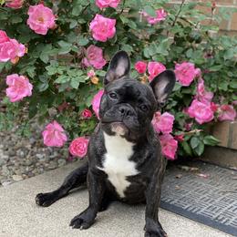 Stitch - French Bulldog
