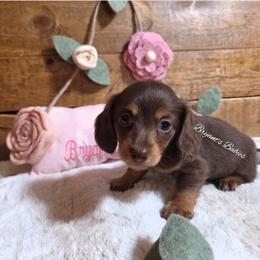 Polly - Chocolate and tan female Dachshund puppy in Webb, Alabama from Bryant's Babies