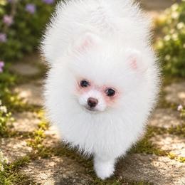 Pomeranians and Siberian Huskies from Anuun's Huskies