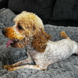 SCARLETT - Red  female Poodle puppy in Rocky Top, Tennessee from WayMakers Papillons & Poodles