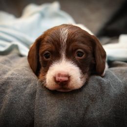 Dachshund and German Shepherd Puppies from Mountain Valley Kennel