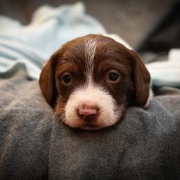 Dachshund and German Shepherd Puppies from Mountain Valley Kennel