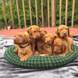 Brittany and Vizsla Puppies from Dzika Place Kennels