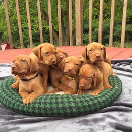 Brittany and Vizsla Puppies from Dzika Place Kennels