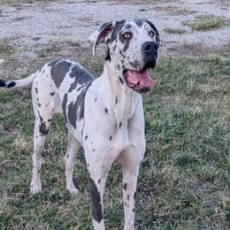 Wish - Great Dane