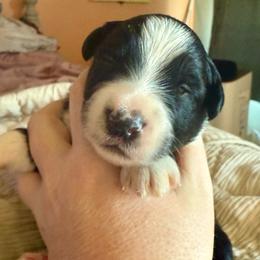 Spook - Black & white female Miniature Australian Shepherd puppy in Gatesville, Texas from Southern Promise Aussie’s