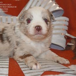 Neo - Red merle male Miniature Australian Shepherd puppy in Patterson, North Carolina from DreamLine Aussies